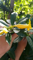 Allamanda