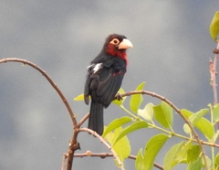 Lybius bidentatus