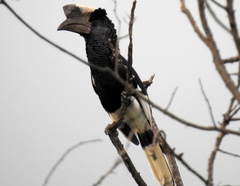 Bycanistes subcylindricus
