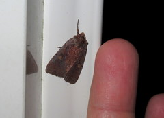 Xestia dilucida