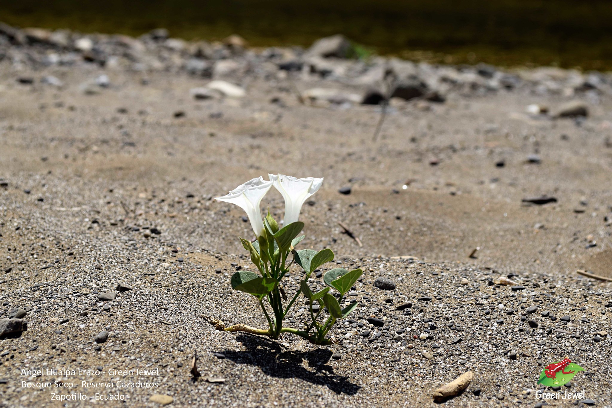 Ipomoea asarifolia image