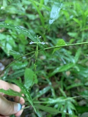 Phryma
