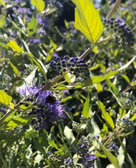 Caryopteris
