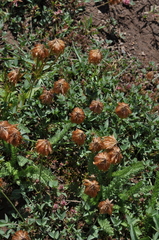 Trifolium longipes shastense