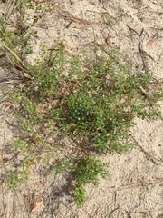 Trichostema nesophilum