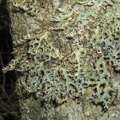 Pseudocyphellaria carpoloma