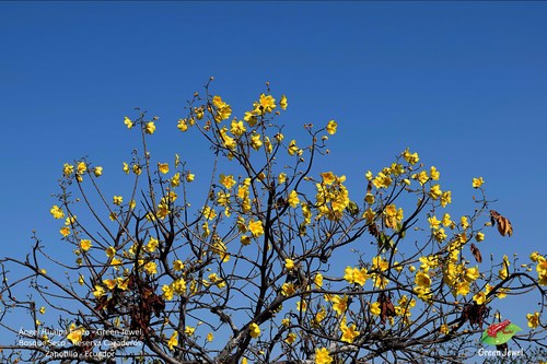 Bixaceae image