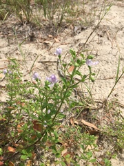 Trichostema nesophilum