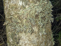 Pseudocyphellaria carpoloma