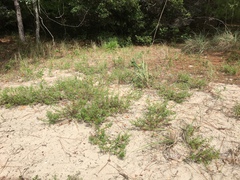 Trichostema nesophilum