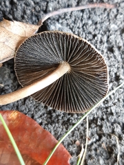 Panaeolus cinctulus