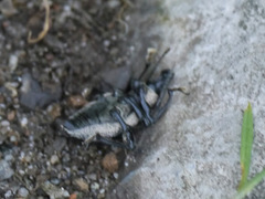 Otiorhynchus vehemens