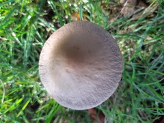 Panaeolus cinctulus