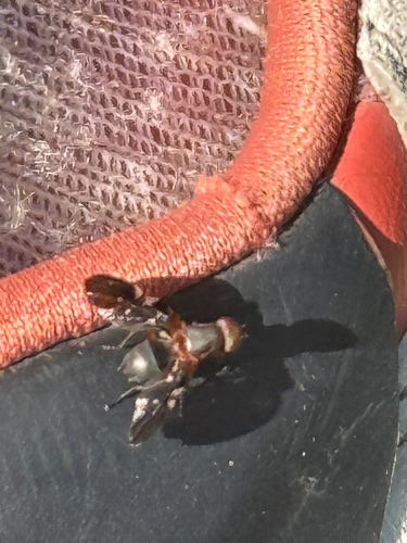 Unknown species found near E Pennsylvania St, Boise, ID, US