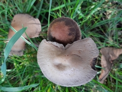 Panaeolus cinctulus