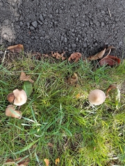 Panaeolus cinctulus