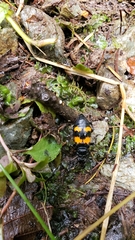 Nicrophorus marginatus