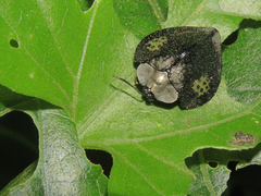 Stolas redtenbacheri