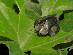 Stolas redtenbacheri