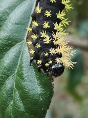 Leucanella fusca