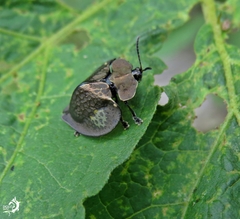 Stolas redtenbacheri