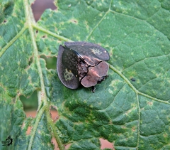 Stolas redtenbacheri