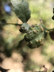 Aceria baccharipha