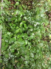 Hylodesmum podocarpum oxyphyllum