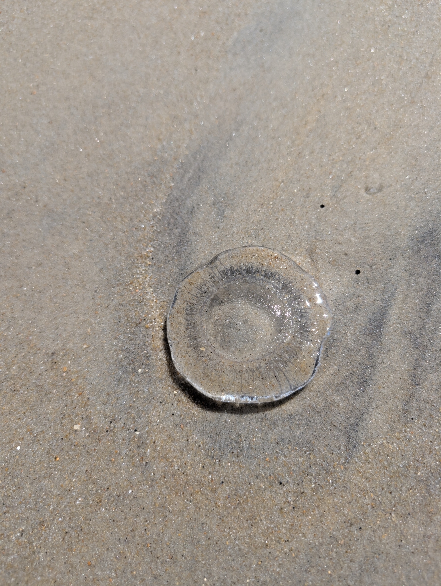 Rhacostoma atlanticum L.Agassiz, 1851