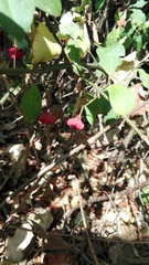 Euonymus europaeus