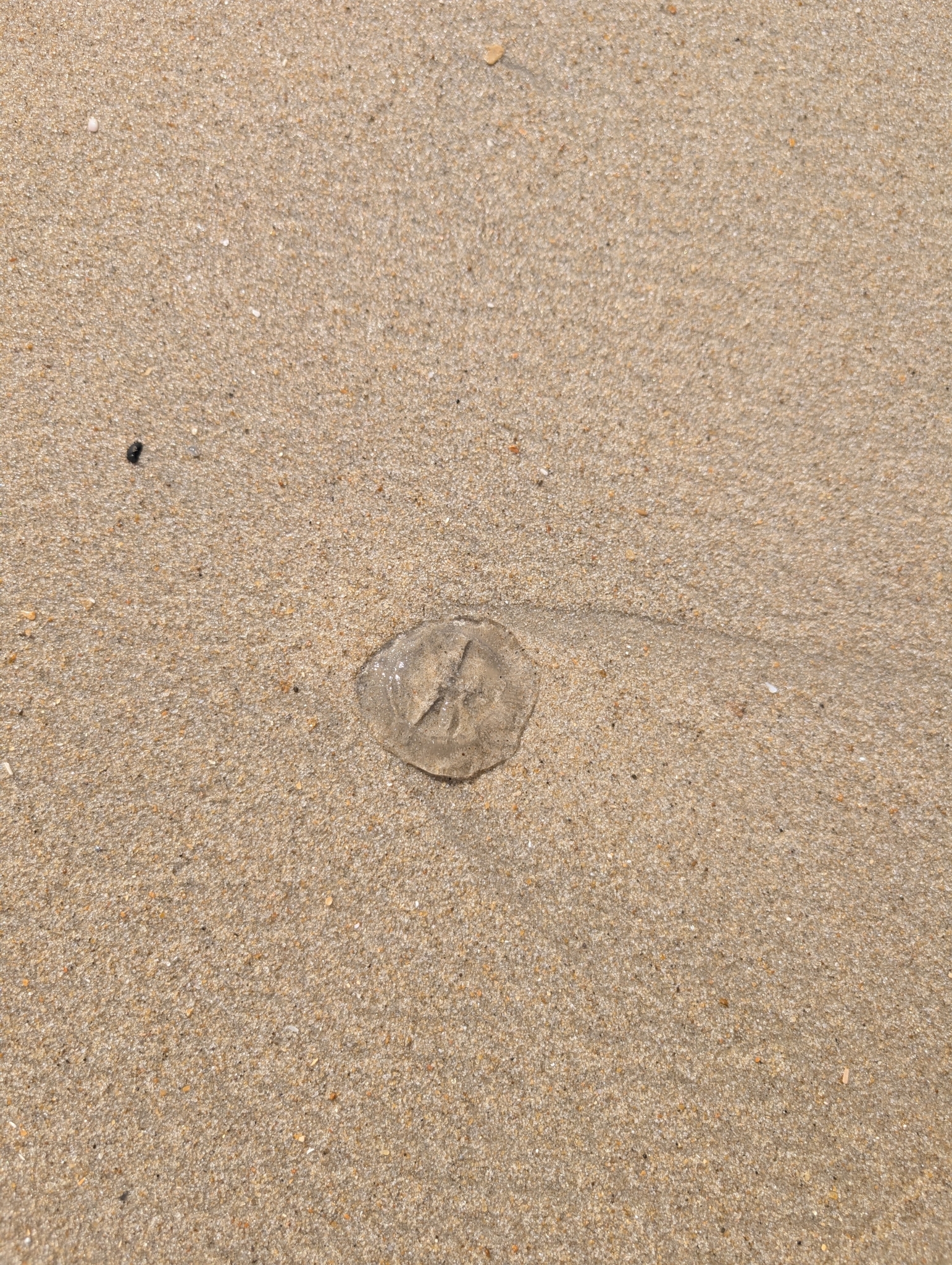 Rhacostoma atlanticum L.Agassiz, 1851