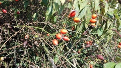 Rosa canina