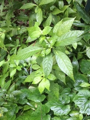 Comanthosphace japonica