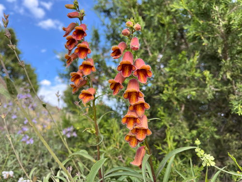 Digitalis obscura (Digitalis obscura)
