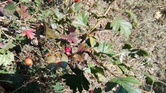 Crataegus monogyna