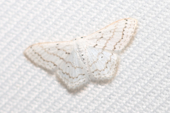Idaea tacturata