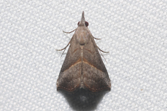 Hypena degesalis