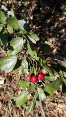 Crataegus monogyna