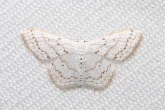 Idaea tacturata