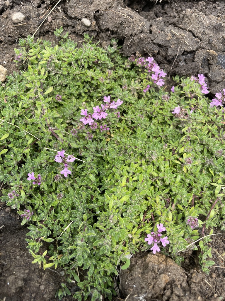 Thymus serpyllum