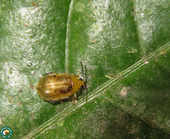 Walterianella argentinensis