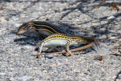 Spiny-Footed Lizard
