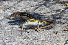 Spiny-Footed Lizard