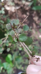 Coprosma rhamnoides