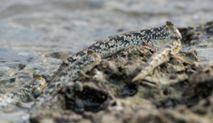 Periophthalmus argentilineatus