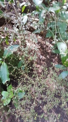 Coprosma rhamnoides