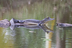 Caiman crocodilus