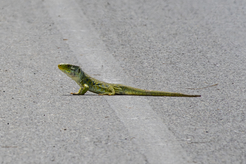 Avistamiento Lagarto ocelado (fardacho)