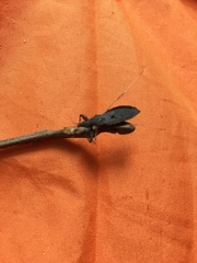 Oncocephalus breviscutum