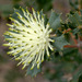 Banksia sessilis flabellifolia - Photo (c) Lorraine Phelan, alguns direitos reservados (CC BY-NC), uploaded by Lorraine Phelan